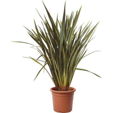 Phormium Tenax Variegatum - Piante da Esterno Sempreverdi - H 125-150 cm Vaso Ø 30 cm (1/2)
