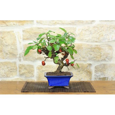 Bonsai di Melo selvatico (144) (1/5)