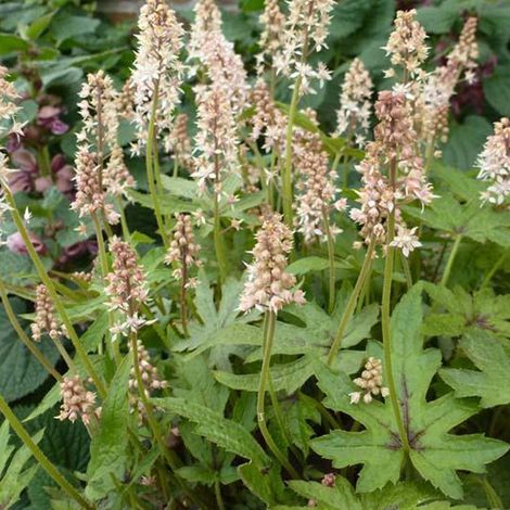 4 x Tiarelle  - Tiarella 'Skeleton Key'  - godet 9x9 cm