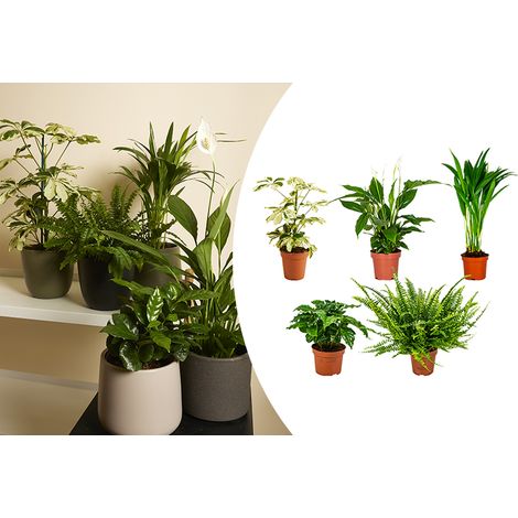 Bloomique - Lot de 5 - Mélange de plantes dépolluantes - Caféier, Fougère, Palmier d’Areca, Fatsia, Spathiphyllum - Hauteur 20-40 cm - Pot 12 cm