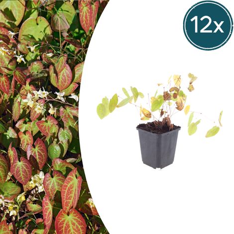 Lot de 12 Epimedium youngianum 'Niveum' Fleur des Elfes Couvre-sol Ombre Fleurs Blanches Ø 9 cm - PANGIVO (1/5)