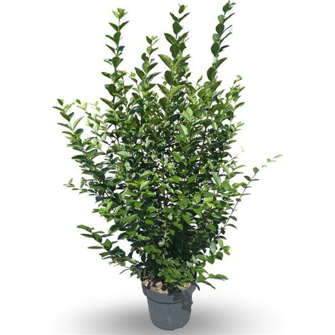 Troène de Californie 125/150cm Pot 12L Ligustrum ovalifolium (1/4)