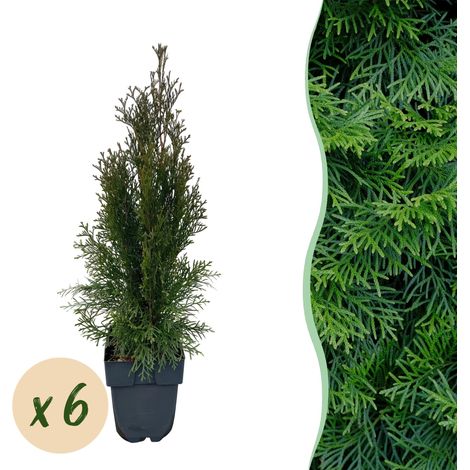 Thuja occidentalis Smaragd - Lot de 6 Plantes de Haie Persistante - Pot 17 cm - Hauteur 60 cm - PANGIVO (1/5)