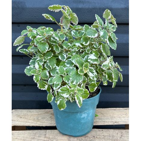 Incenso "Plectranthus Coleoides" pianta aromatica in vaso ø14 cm (1/3)