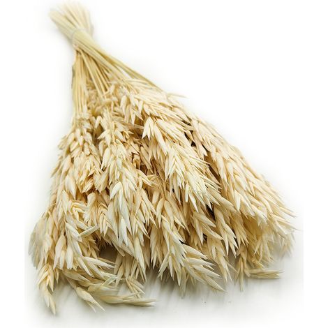 Avena secca - (Avena sativa) - Sbiancata