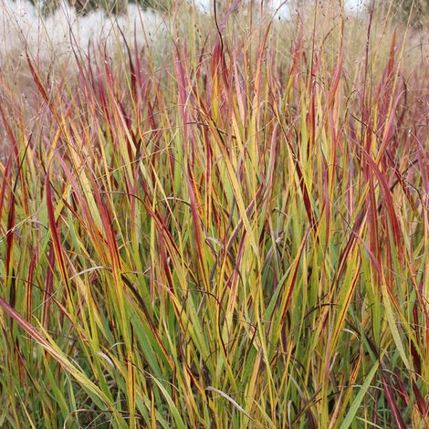 4 x Panic effilé  - Panicum virgatum 'Rotstrahlbusch'  - godet