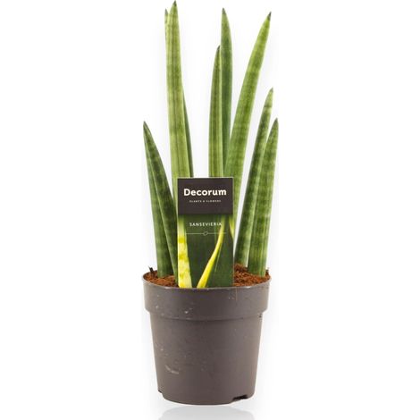 Gardenaria Sansevieria cylindrica 'Rocket' - Pianta da interno ornamentale - Altezza: 35 cm (vaso 12) (1/5)