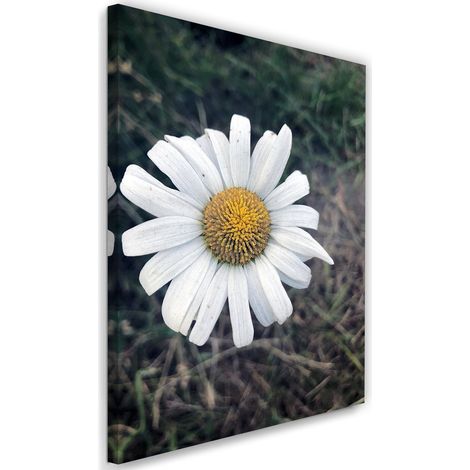 Tableau sur toile Fleurs de camomille Nature 40x60 (1/5)