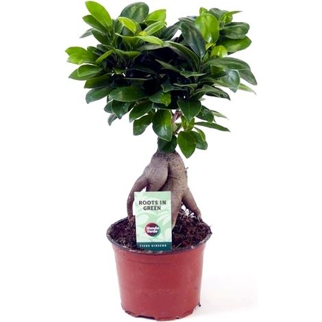Planta Natural Ficus Microcarpa Ginseng