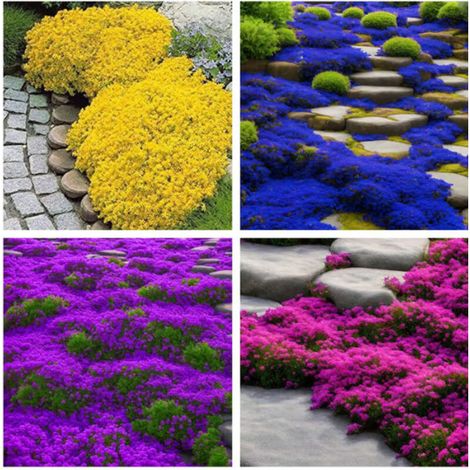 Lot de 10000 graines de thym multicolore – Plante vivace ornementale et aromatique, idéale pour culture extérieure et intérieure (1/5)