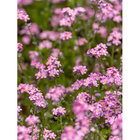 Myosotis 'Rose' le sachet de 700 graines (0,5g) (1/2)