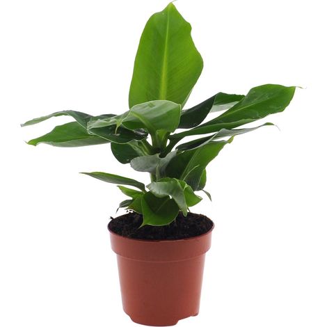 Bananier Nain Musa Oriental Dwarf - Plante d'Intérieur Tropicale - Pot Ø 12 cm - 25-35 cm - PANGIVO (1/5)