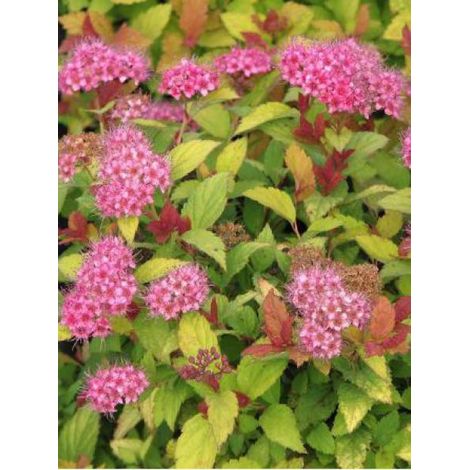 Spirée japonaise 'Magic Carpet' Pot de 2L/3L (1/3)