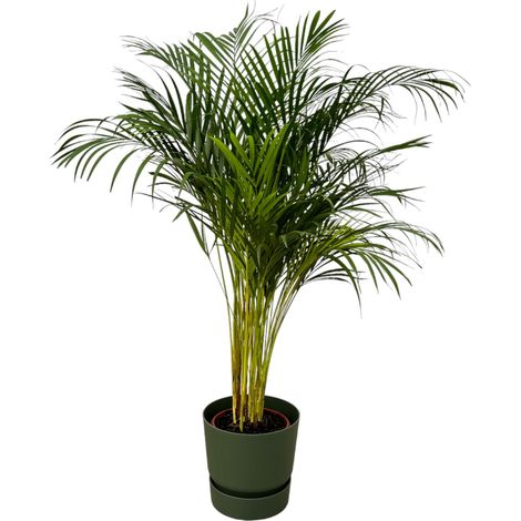 Palmier Areca Chrysalidocarpus Plante d'Intérieur avec Pot Vert H130 cm - PANGIVO