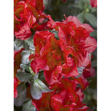 Azalée japonaise 'Encore Autumn Fire' Pot de 3L/4L (1/4)