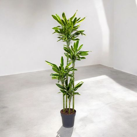 Gardenaria Dracaena fragrans 'Golden coast' - Pianta da interno ornamentale - Altezza: 150 cm (vaso 30)