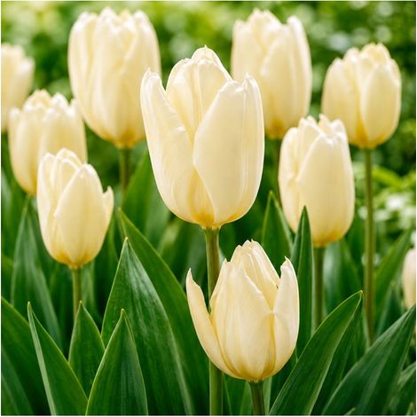 Tulipe Purissima Sgaravatti 5 bulbes blancs, floraison printanière élégante idéale en massif ou en pot - 618006 (1/3)
