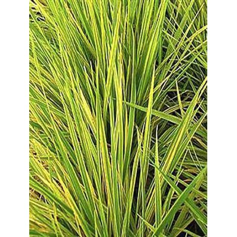 Vulpin des près 'Aureovariegatus' Godet de 8/9 cm (1/2)