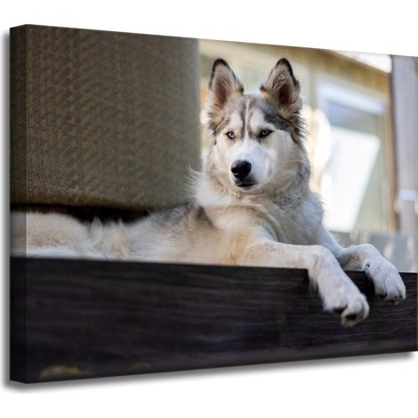 Impression sur toile Animaux Chien Husky 40x30 cm