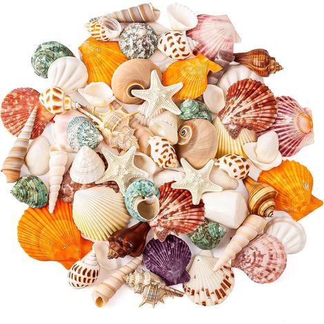 Coquillages Naturels - 50 Pièces - Mixte 15 Types - 2,5 à 7 cm - Pour Aquarium et Artisanat (1/5)