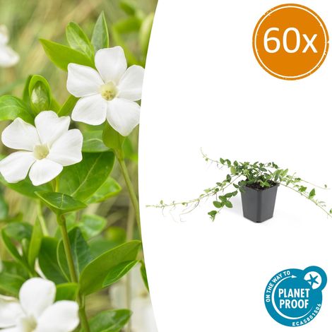 Lot de 60 Pervenches Blanches Vinca minor 'Alba' Couvre-sol Robuste Pot Ø9cm 10-25cm - PANGIVO (1/5)