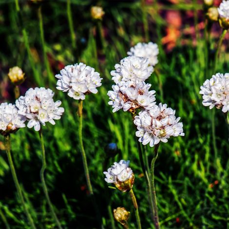 Bloomique - Lot de 3 - Armeria Maritima Alba - Armérie maritime - Plante de Jardin - Floraison abondante - Rustique - Vivace - Hauteur 10-20 cm - Pot 9 cm