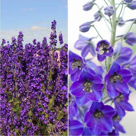 Semillas de Delphinium Consolida Giant Imperial. Espuela. 50 Gramos