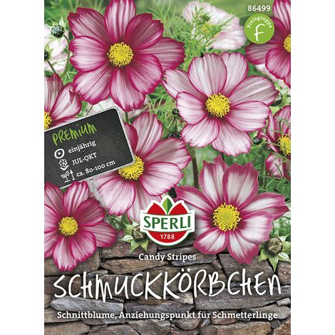 Sperli Schmuckkörbchen / Kosmee Candy Stripes - Blumensamen (1/2)