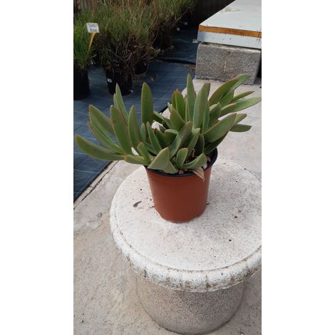 Carpobrotus Quadrifidus