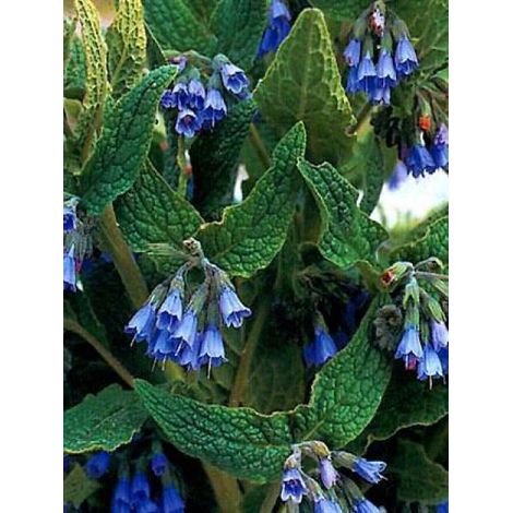 Symphytum azureum Godet de 8/9 cm (1/2)