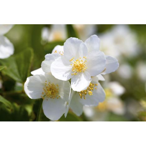 Duftender Bauernjasmin Philadelphus coronarius 5 L 60- 80 (1/4)