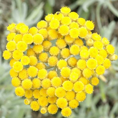 Immortelle d'Orient/Lot de 3 godets