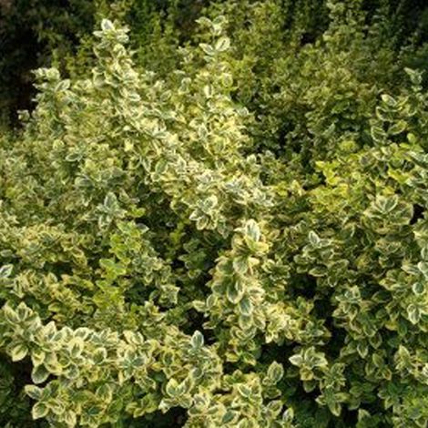 Fusain 'n Gold' 'Emerald - 20-30 cm pot