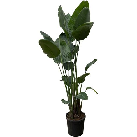 Strelitzia Nicolai XXL Oiseau du Paradis Blanc Plante d'Intérieur et Extérieur 250 cm ø34-50 cm - PANGIVO