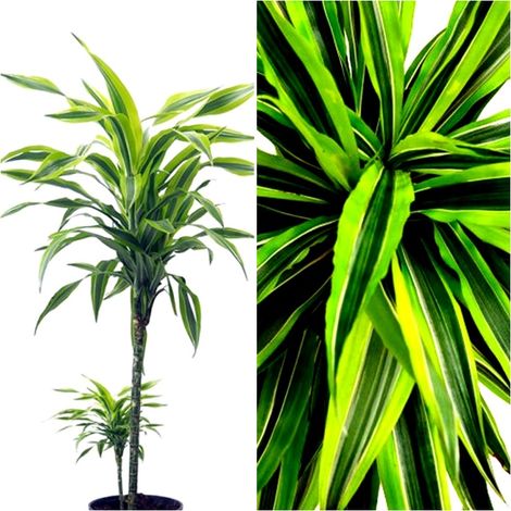 Planta Natural Dr�cena Lim�n. Dracaena Lemon Lime. 110 Cm