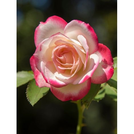 Rosier à fleurs groupées 'Jubilé du Prince de Monaco' Racines nues en motte (1/2)