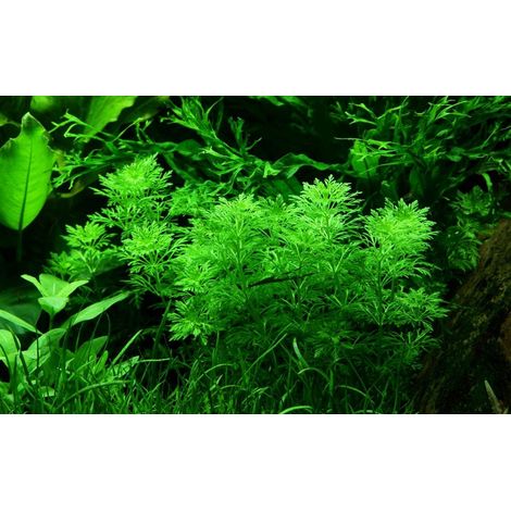 Aquarium Pflanze Limnophila sessiliflora Nr.347