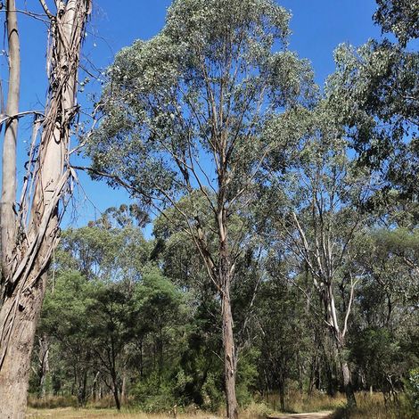 Eucalyptus camphora subsp camphora - Gommier des marais Pot de 4L/5L, Pot anti-chignon
