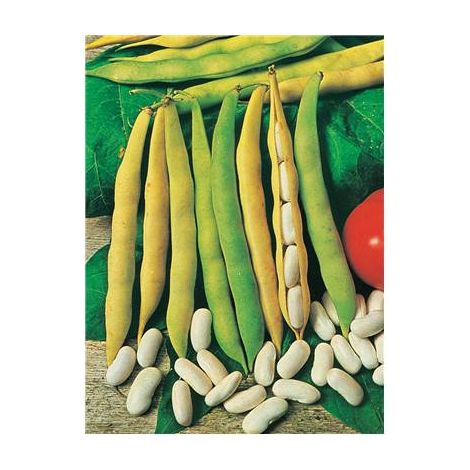 HARICOT NAIN MICHELET - 150 G - GRAINES DE LÉGUMES