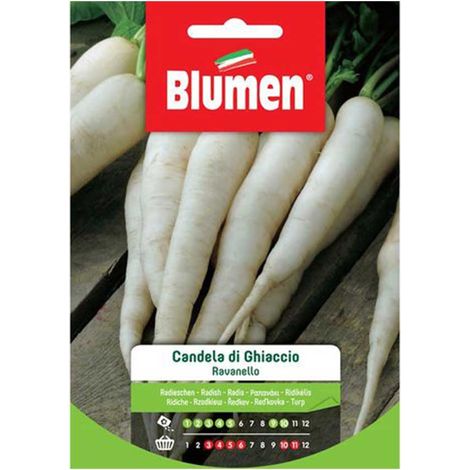 SEMI RAVANELLO CANDELA GHIACCIO BLUMEN