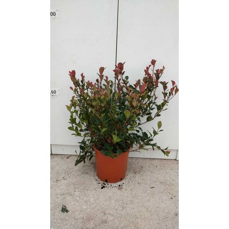 PIANTA DI PHOTINIA X FRASERI NANA VASO 18 cm altezza 40 cm (foto reale)
