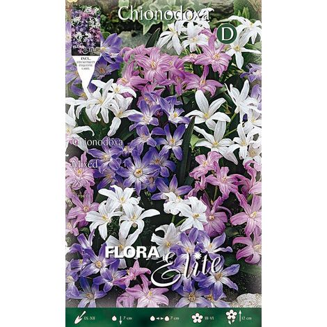 CHIONODOXA MIX DI COLORI (CONFEZIONE DA 25 BULBI)