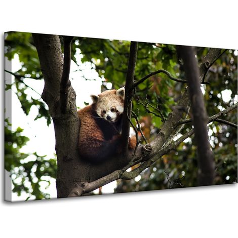 Lienzo impreso con diseño de panda rojo (100x60 cm)