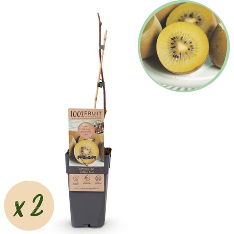 Actinidia Deliciosa Golden Kiwi - Lot de 2 Plantes de Kiwi Jaune Femelles - Pot 15cm H50cm - PANGIVO (1/5)