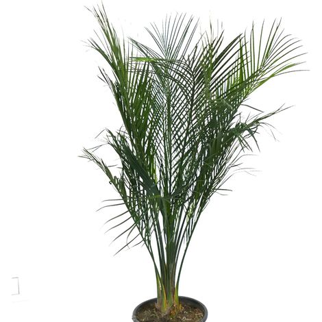 Macrozamia mountperriensis – Cycadale australienne rare persistante ornementale (1/3)