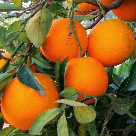 PIANTA DI ARANCIO BRASILIANO in fitocella - età 2/3 anni (foto reale)