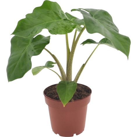 Alocasia Low Raider - Plante Verte d'Intérieur Tropicale - Feuilles Bleu-Vert - 40 cm - Ø12 cm - PANGIVO