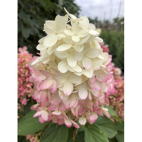 Hortensia paniculé 'Pinkachu' Pot de 3L/4L