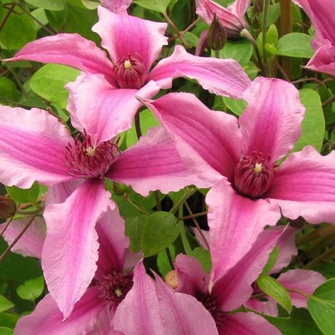 Clématite SAPHYRA® Duo Rose 'Cleminov29'/Pot de 1,5L - Tuteur bambou 30/60 cm (1/5)