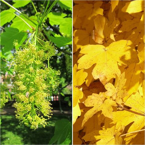 4 Plantas ACER Pseudoplatanus. Sicomoro. (1/2)